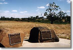 historic coolabah tree